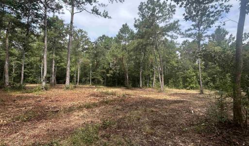 Photo #25 of TBD Highway 905, Conway, SC 87.3 acres