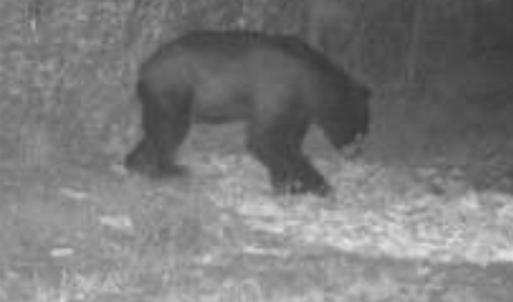 Photo #12 of TBD Highway 905, Conway, SC 87.3 acres
