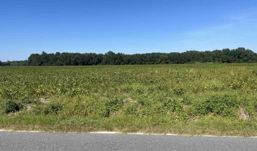 Photo #7 of Highway 38, Blenheim, SC 60.2 acres