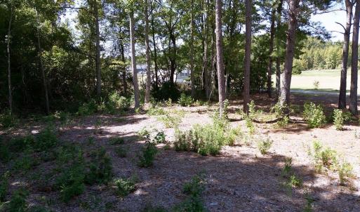 Photo #8 of TBD Highway 501, Marion, SC 1.0 acres