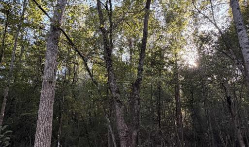 Photo #10 of Pleasant View Church Rd., Nichols, SC 8.5 acres