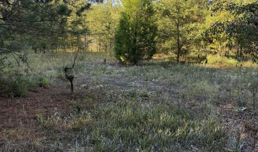 Photo #12 of 7506 Highway 501 Business, Latta, SC 73.0 acres