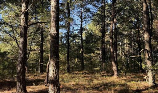 Photo #19 of 7506 Highway 501 Business, Latta, SC 73.0 acres