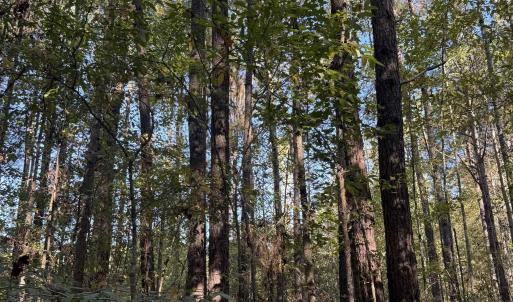 Photo #18 of 7506 Highway 501 Business, Latta, SC 73.0 acres