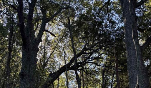 Photo #9 of 7506 Highway 501 Business, Latta, SC 73.0 acres