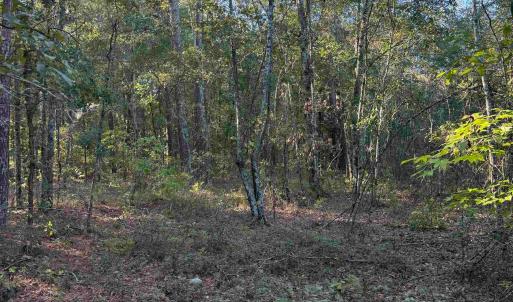Photo #16 of 7506 Highway 501 Business, Latta, SC 73.0 acres