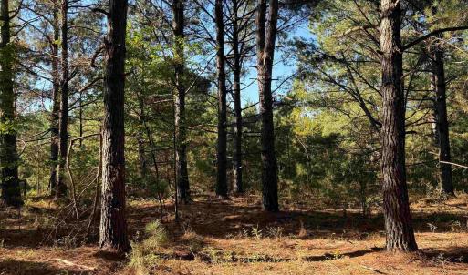 Photo #8 of 7506 Highway 501 Business, Latta, SC 73.0 acres