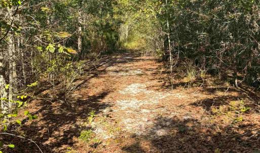 Photo #5 of 7506 Highway 501 Business, Latta, SC 73.0 acres