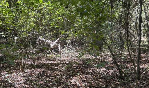 Photo #2 of TBD Tyler Rd., Marion, SC 0.5 acres