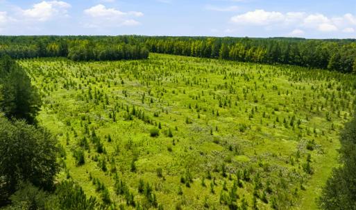 Photo #23 of 1569 DAVE PLOWDEN POND RD, Manning, SC 1,986.0 acres