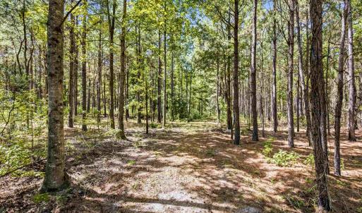 Photo #71 of 1569 DAVE PLOWDEN POND RD, Manning, SC 1,986.0 acres