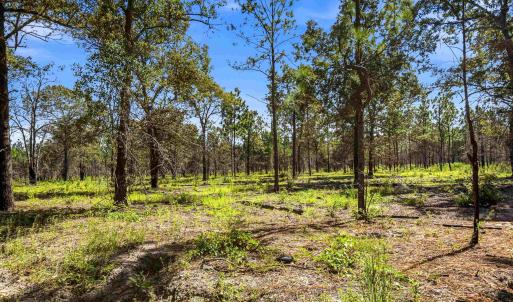 Photo #45 of 1569 DAVE PLOWDEN POND RD, Manning, SC 1,986.0 acres