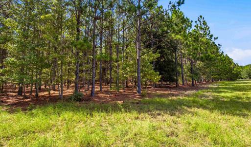 Photo #75 of 1569 DAVE PLOWDEN POND RD, Manning, SC 1,986.0 acres