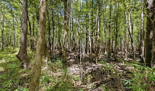 Photo #28 of 1569 DAVE PLOWDEN POND RD, Manning, SC 1,986.0 acres