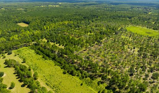 Photo #33 of 1569 DAVE PLOWDEN POND RD, Manning, SC 1,986.0 acres