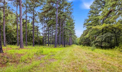 Photo #4 of 1569 DAVE PLOWDEN POND RD, Manning, SC 1,986.0 acres