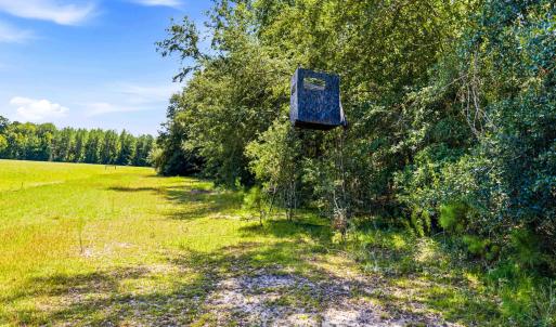 Photo #14 of 1569 DAVE PLOWDEN POND RD, Manning, SC 1,986.0 acres