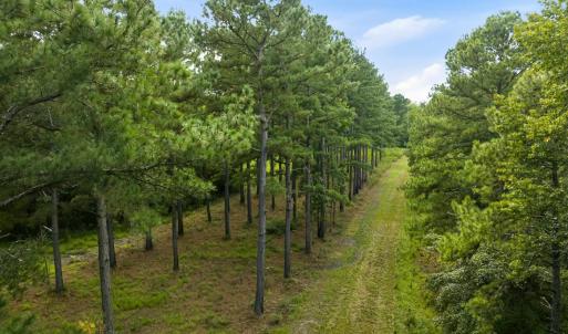Photo #2 of 1569 DAVE PLOWDEN POND RD, Manning, SC 1,986.0 acres
