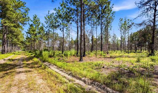 Photo #72 of 1569 DAVE PLOWDEN POND RD, Manning, SC 1,986.0 acres
