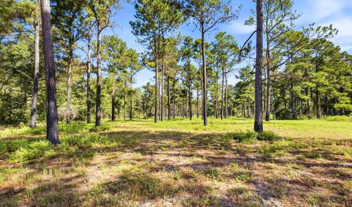 Photo #8 of 1569 DAVE PLOWDEN POND RD, Manning, SC 1,986.0 acres