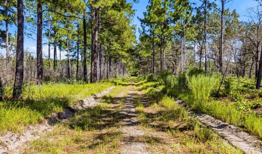 Photo #12 of 1569 DAVE PLOWDEN POND RD, Manning, SC 1,986.0 acres