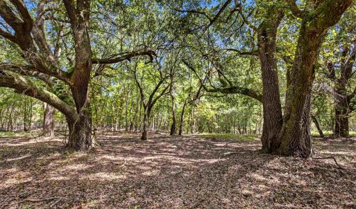 Photo #11 of 1569 DAVE PLOWDEN POND RD, Manning, SC 1,986.0 acres