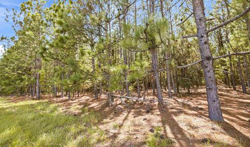 Photo #5 of 1569 DAVE PLOWDEN POND RD, Manning, SC 1,986.0 acres