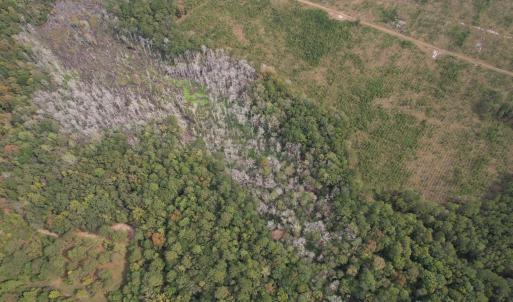 Photo #5 of 7+/- Acres Marion Church Rd., Salters, SC 7.5 acres