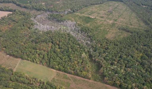 Photo #6 of 7+/- Acres Marion Church Rd., Salters, SC 7.5 acres