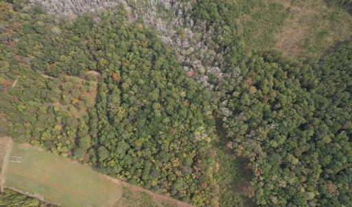 Photo #7 of 7+/- Acres Marion Church Rd., Salters, SC 7.5 acres
