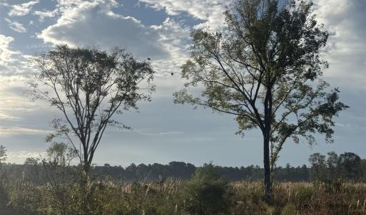Photo #5 of TBD Terrell's Bay Rd., Marion, SC 165.0 acres