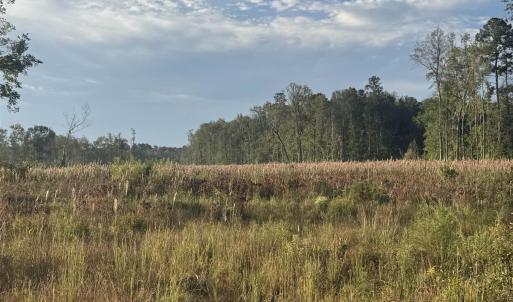 Photo #7 of TBD Terrell's Bay Rd., Marion, SC 165.0 acres
