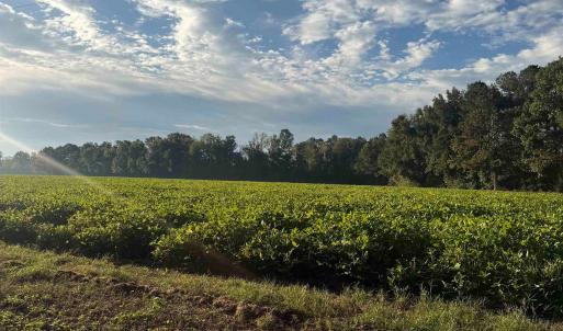 Photo #6 of TBD Terrell's Bay Rd., Marion, SC 165.0 acres