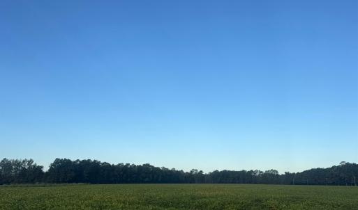 Photo #8 of TBD Terrell's Bay Rd., Marion, SC 165.0 acres