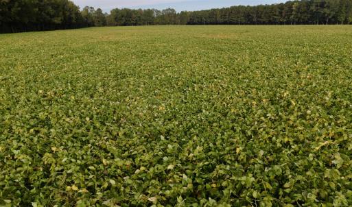 Photo #4 of TBD Terrell's Bay Rd., Marion, SC 165.0 acres