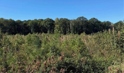 Photo #9 of  228.8 acres
