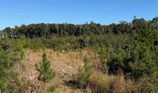 Photo #8 of  228.8 acres