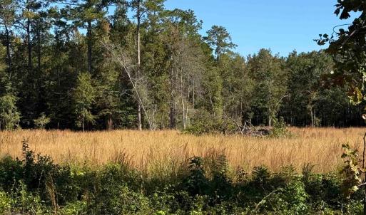 Photo #10 of TBD Methodist Church Rd., Marion, SC 30.0 acres