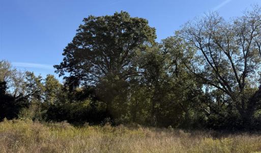 Photo #9 of TBD Methodist Church Rd., Marion, SC 30.0 acres