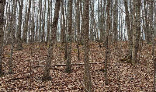 Photo #3 of Camellia Lane, Hurt, VA 5.8 acres