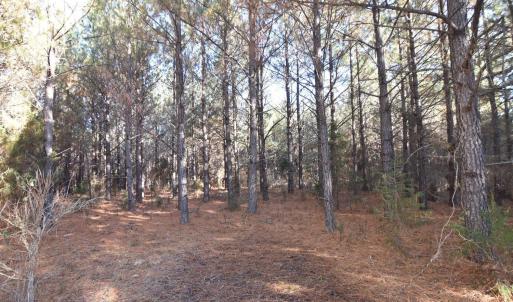 Photo #22 of Plank Road, Dillwyn, VA 30.3 acres