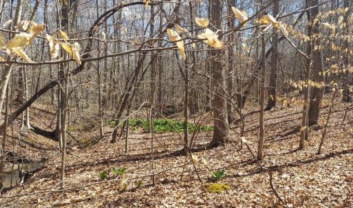 Photo #3 of Hunter Road, Brookneal, VA 5.1 acres