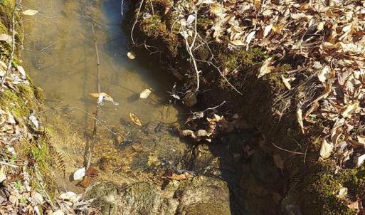 Photo #5 of Hunter Road, Brookneal, VA 5.1 acres