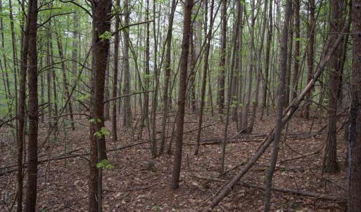 Photo #62 of Lot 361 Clear Point Run, Lynch Station, VA 3.7 acres