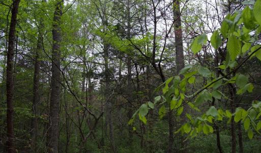 Photo #46 of Lot 361 Clear Point Run, Lynch Station, VA 3.7 acres