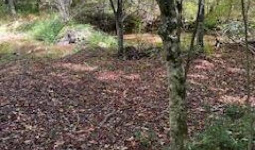 Photo #11 of 3200 Tobacco Road, Nathalie, VA 20.2 acres