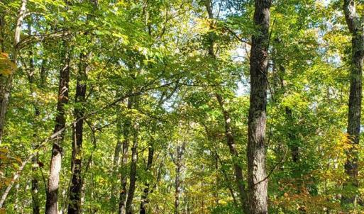 Photo #3 of Trey Court, Madison Heights, VA 16.3 acres