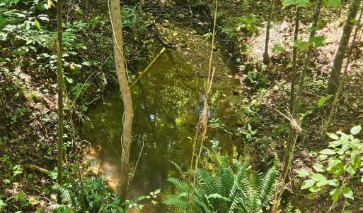 Photo #6 of Gladys Road, Altavista, VA 4.9 acres