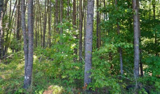Photo #4 of Felix Road, Nathalie, VA 9.3 acres