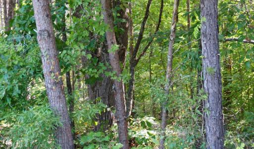 Photo #3 of Felix Road, Nathalie, VA 9.3 acres